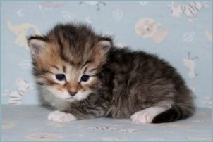 Male Siberian Kitten from Deedlebug Siberians